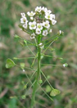 Capsella Bursa-Pastoris Extract 